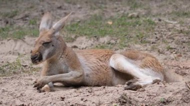 Kırmızı kanguru. Macropus rufus