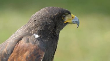 Harris'in Şahin portre. Parabuteo unicinctus. Yırtıcı Kuş