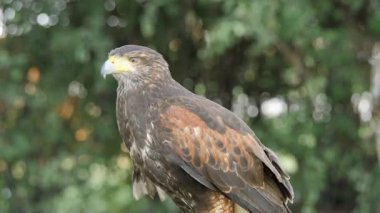 Harris'in hawk. Parabuteo unicinctus. Yırtıcı Kuş