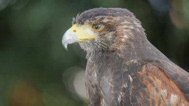 Harris'in hawk. Bir yırtıcı kuş. Parabuteo unicinctus.