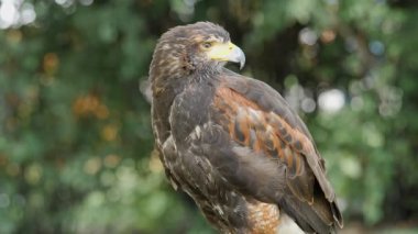 Harris'in hawk. Parabuteo unicinctus. Yırtıcı Kuş