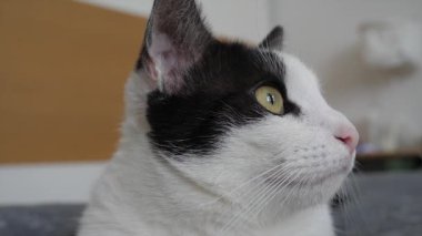 Bir kedinin portresi.