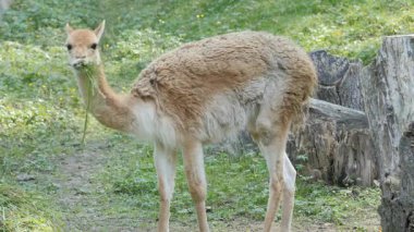 Vicuna. Barış vikunya