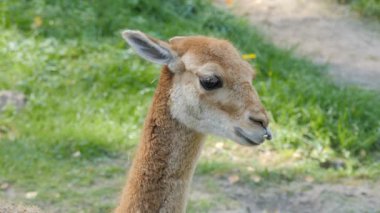 Vicuna. Barış vikunya