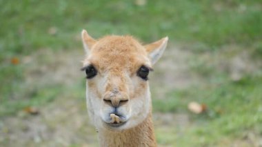Vicuna. Barış vikunya.