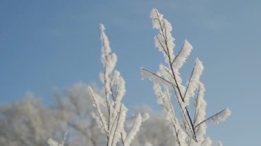 Frost'un dallar üzerinde. Yakın çekim. Kış