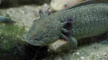 Axolotl. Meksikalı semender. Ambystoma mexicanum