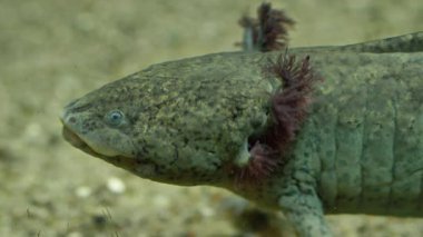 Axolotl. Meksikalı semender. Ambystoma mexicanum