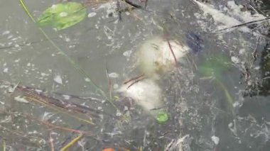 Plastik atıklarla birlikte suda yüzen ölü balıklar. Kirli, kirli su