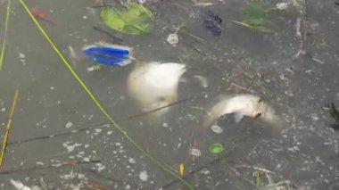 Suda yüzen ölü balıklar. Su kirliliği.