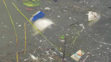 Su kirliliği. Ölü balıklar suda yüzen plastik atık addederler.