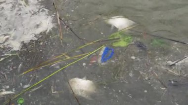 Ölü balık ve suda yüzen plastik atık. Su kirliliği