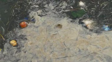 Su kirliliği. Ölü balık ve plastik atık suda yüzüyor..