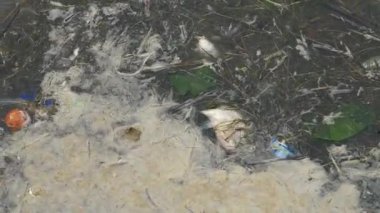 Kirli su. Ölü balık, alüminyum kutu, plastik ve organik atıklar..