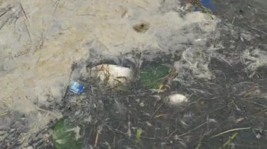 Ölü balık ve su üzerinde yüzen alüminyum kutular. Su kirliliği