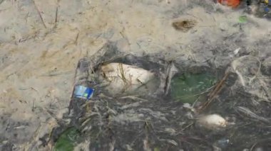 Su kirliliği. Suyun yüzeyinde yüzen ölü balıklar.