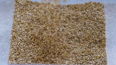 Altın keten tohumları depoya dökülüyor. - Evet. Yavaş Hareket Görüntüsü