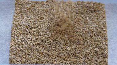 Altın keten tohumu. Yavaş Hareket Görüntüsü