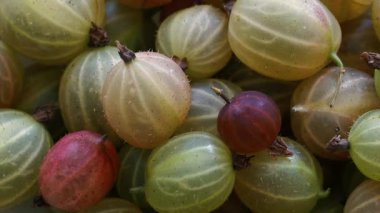 Bektaşi üzümü meyveleri. Amla. Kaydırıcı atışı