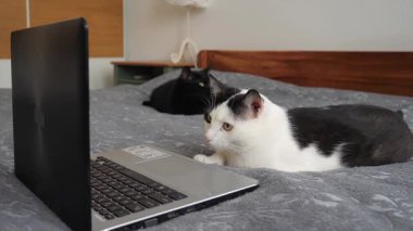 Kedi kediler için aksiyon filmi izliyor. Modern kedinin yaşam tarzı