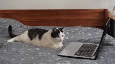 Kedi kediler için aksiyon filmi izliyor. Modern kedinin yaşam tarzı