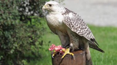 Dönen Şahin. Falco rusticolus. Şahin türünün en büyüğü FHD