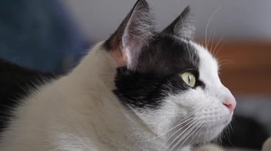 Bir kedi portresi. Kedi pencereden bakıyor