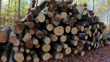 Orman kışuyor. Bir yığın kütük. Tomruk endüstrisi.