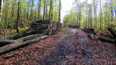 Bir yığın odun. Statik çekim