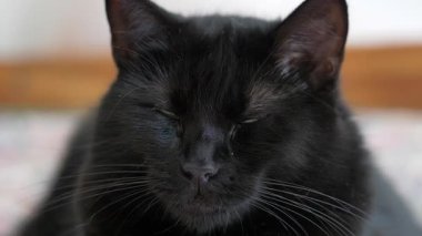 Kara kedi gözlerini kısıyor.