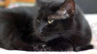 Kara kedi pençelerini temizliyor.