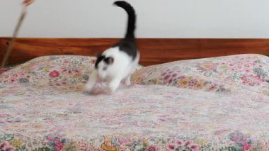 Kedi oyunu zamanı. Kedi sopayla deri kayışları kovalıyor