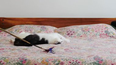 Küçük yırtıcı bir sopayla tüyleri kovalıyor.