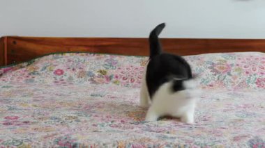 Cat bir oyuncakla oynuyor..