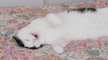 Kediler tembeldir. Tamamen rahatla. Esneyen kedi