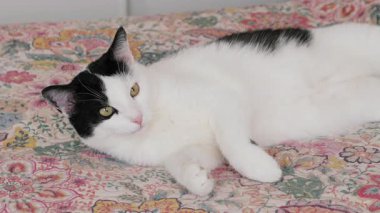 Kedi pençelerini yalıyor. Bir kedinin günlük hijyeni.