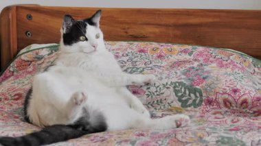 Komik kedi yatakta dinleniyor.