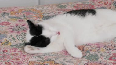 Kedi pençelerini yalıyor. Günlük hijyen