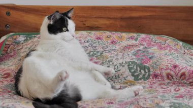 Komik, tembel koltuk patates kedisi..