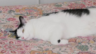 Kedi uykudan uyanır.