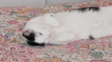 Kedi yatakta dinleniyor ve esniyor. Tamamen rahatla.