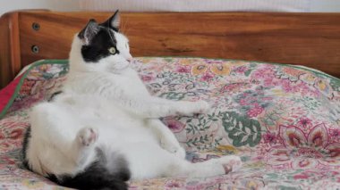 Komik, tembel koltuk patates kedisi. Tamamen rahatla