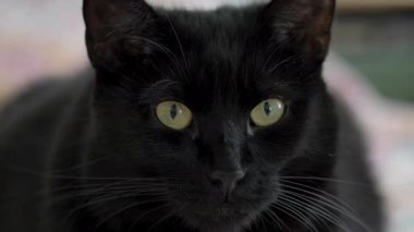 Siyah bir kedinin portresi