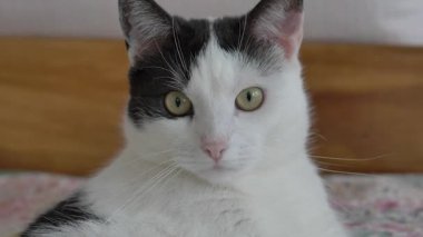 Siyah beyaz bir kedinin portresi