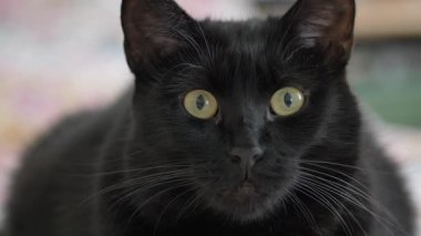 Kara kedi doğrudan kameraya bakıyor. Siyah bir kedinin portresi