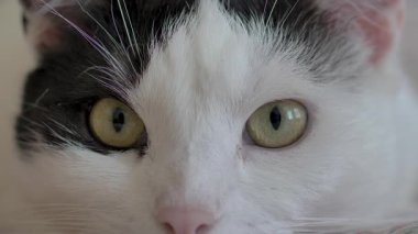 Cat 'in gözleri dikkatle izliyor