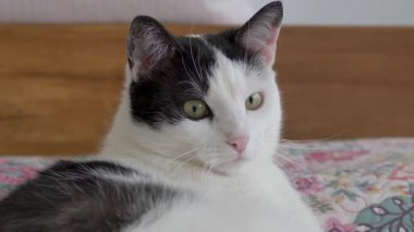 Siyah beyaz bir kedinin portresi