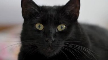 Kara kedi kameraya bakıyor. Portre