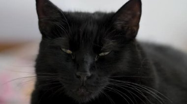 Kara kedi kameraya bakıyor.