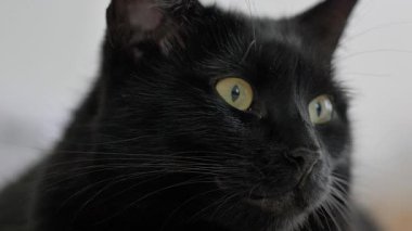 Kara kedi. Yakın çekim.